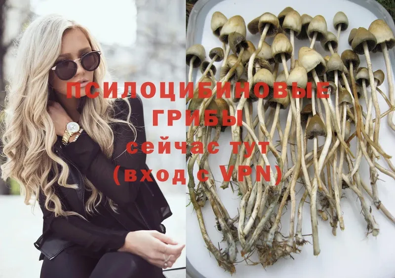 Псилоцибиновые грибы Magic Shrooms  закладка  mega ССЫЛКА  Нижнеудинск 